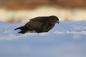 Common buzzard (Buteo buteo)