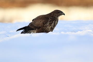 Common Buzard (Buteo Buteo) on snow