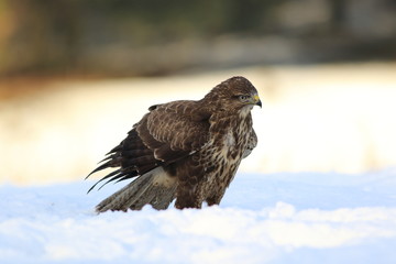 Common Buzard (Buteo Buteo) on snow