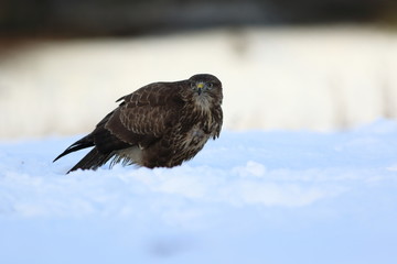 Common Buzard (Buteo Buteo) on snow
