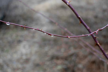Plant in Bulgarian winter
