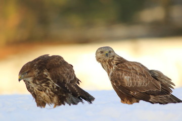 Buteo Lagopus. The Rough-Legged Buzzard on snow