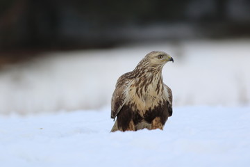 Buteo Lagopus. The Rough-Legged Buzzard on snow