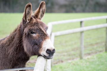 Fototapeta premium portrait of a donkey
