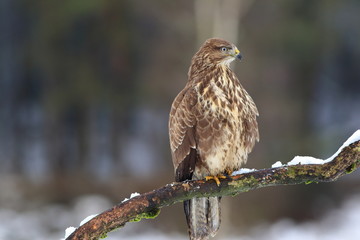Common buzzard (Buteo Buteo) on branch