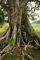 Obraz premium Figueira Branca IMG_8549