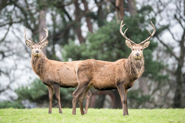 two red deer in the forest