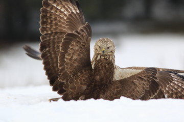 Buteo Lagopus. The Rough-Legged Buzzard on snow