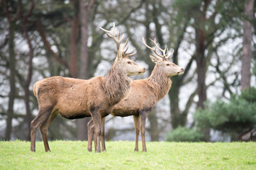 red deer