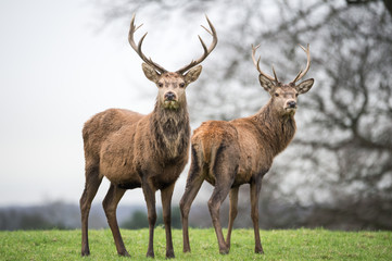two red deer in the forest