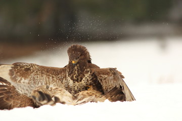Common Buzard (Buteo Buteo) on snow