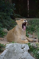 Naklejka premium Gähnende Löwin