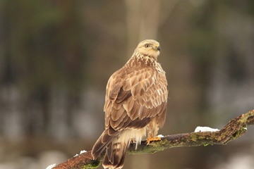 Buteo Lagopus. The Rough-Legged Buzzard on snow