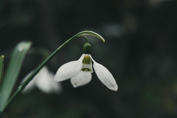 snowdrop, Galanthus a small flower