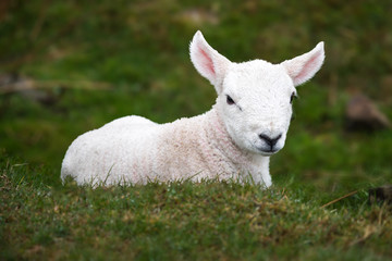 cute lamb on grass