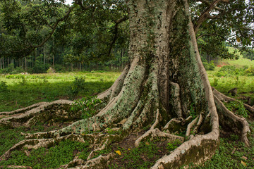Figueira Branca IMG_8551