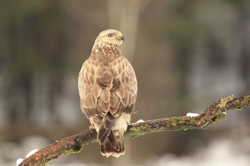 Buteo Lagopus. The Rough-Legged Buzzard on snow