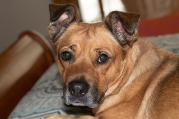 portrait of dog in front of black background