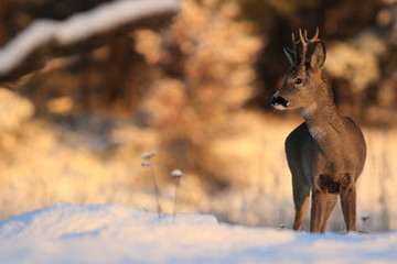 European Roe Deer (Capreolus Capreolus) on snow