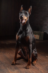 Portrait of Doberman on the dark background