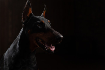 Fototapeta na wymiar Close-up Funny Portrait of Doberman Dog with big nose Stare in Camera in Camera on isolated Black background