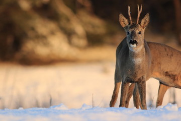 European Roe Deer (Capreolus Capreolus) on snow