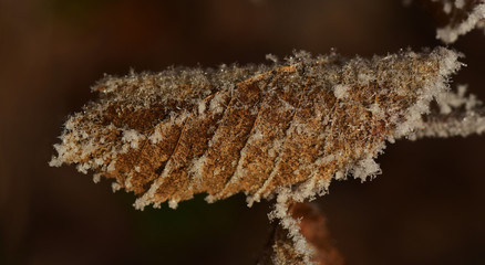buchenblätter gefrostet im winter