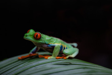 RANA VERDE OJOS ROJOS 8