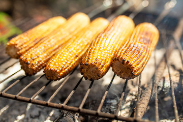 Cooking several fresh yellow brown golden corn cobs on open air barbecue grill, close up