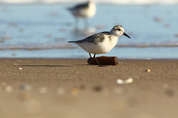 Sanderlings (Calidris alba) near sea