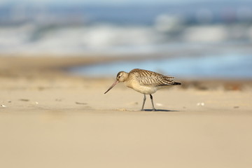 The bar-tailed godwit (Limosa lapponica) on sand.