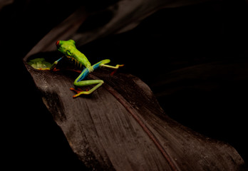 RANA VERDE OJOS ROJOS 6