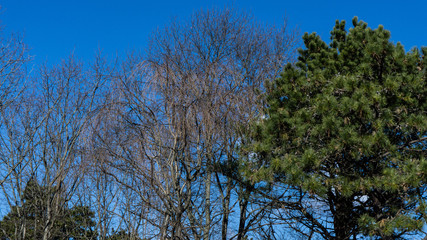 Obraz premium Natural Tree and Sky Footage