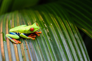Rana Verde Ojos Rojos