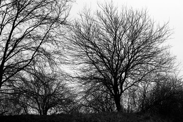 Panorami invernali della campagna lombarda