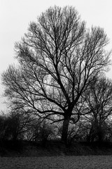 Panorami invernali della campagna lombarda