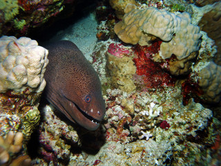 Giant moray, Fury Shoal, Red Sea, Egypt