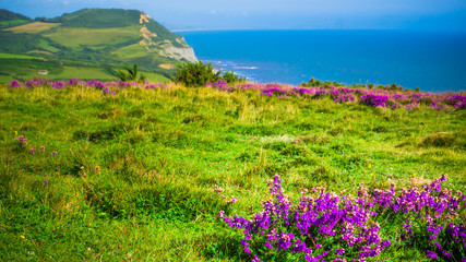 Obraz premium English holiday hilly countryside with purple flowers by English Channel / Sea. Golden Cap on jurassic coast in Dorset, UK. Photo with selective focus.