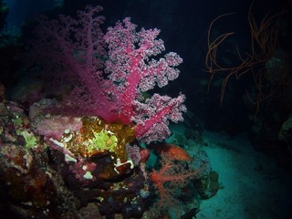 Plakat Soft coral, Red Sea, Egypt