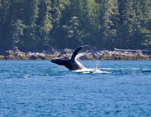 Fototapeta premium baby humpback whale