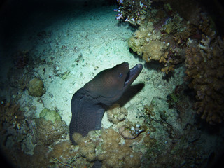 Giant moray, Fury Shoal, Red Sea, Egypt