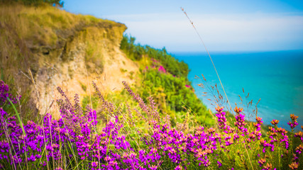 Purple flowers close up on a hill with the sea / English Channel and English countryside in the background. Golden Cap on jurassic coast in Dorset, UK. Photo with selective focus.
