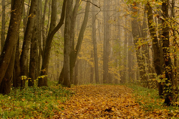 Obraz premium Upland Park is a landscape Park occupying the Orekhovaya mountain (174.2 m) at the Duderhof heights in Krasnoselsky district of St. Petersburg.
