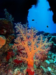 Fototapeta na wymiar Soft coral, Red Sea, Egypt