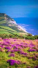 English holiday hilly countryside with purple flowers by English Channel / Sea. Golden Cap on jurassic coast in Dorset, UK. Photo with selective focus.