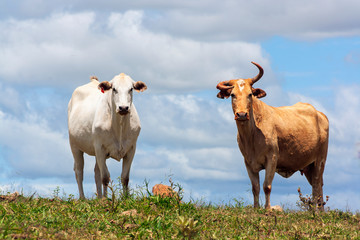 Vacas IMG_0217