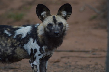 Portrait of an African wild dog in Kruger national park