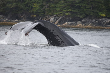 humpback tail