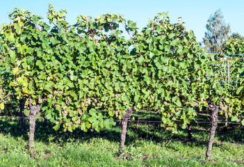 Fototapeta na wymiar Vineyards in Alsace in northern France on a sunny day