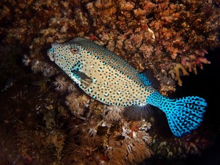 Boxfish, Fury Shoal, Red Sea, Egypt